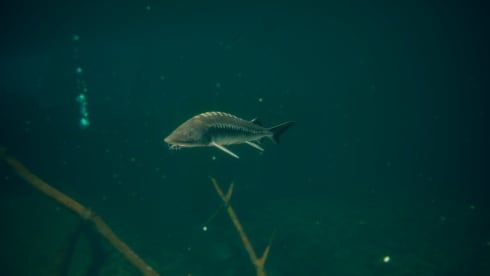 Ultimate Fishing Simulator 2 по сети - скриншот 2