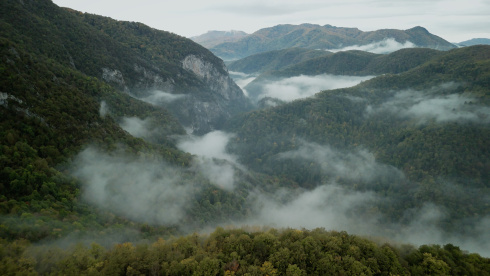 Wordless Forest - скриншот 4